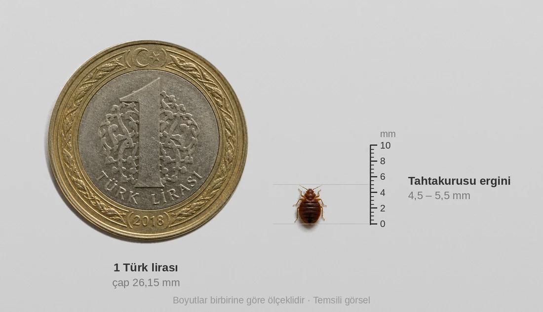 Bir Türk lirası madeni parası ile ergin tahtakurusunun aynı ölçekte boyut karşılaştırması; böcek milimetrik cetvele göre yaklaşık 5 mm.
